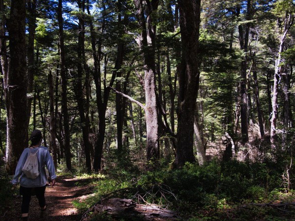 Bosque de Coihue