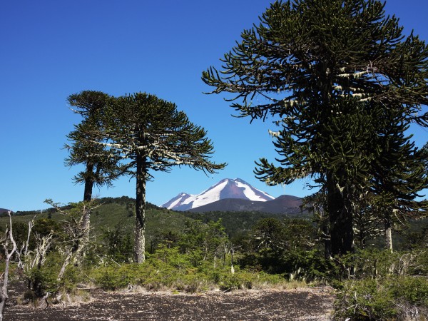 Volcán Llaima