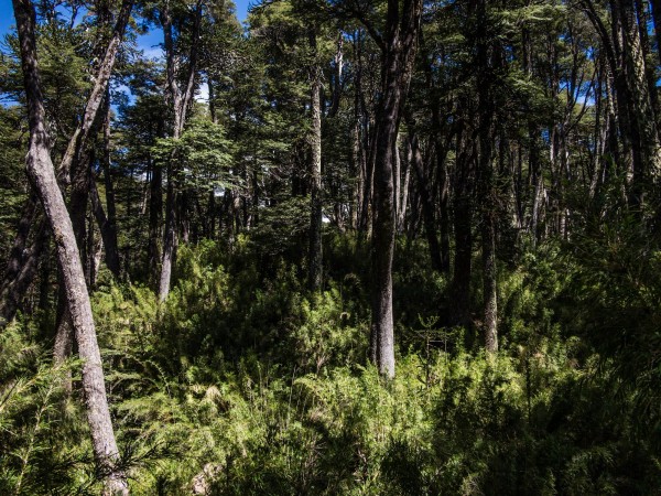 Bosque de araucarias y coihues