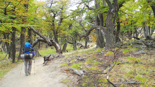 Bosque