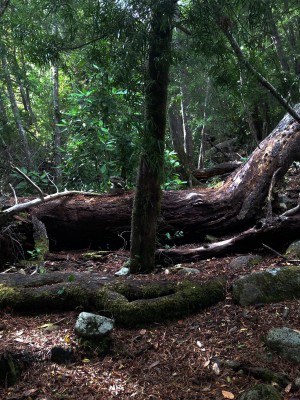 Sendero bosque Nothofagus