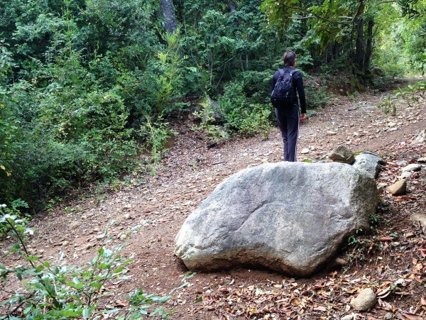 Camino forestal