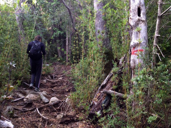 Bosque nothofagus