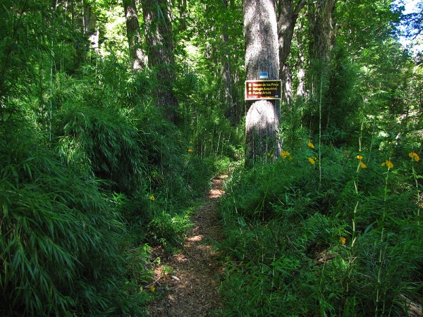 Sendero por el bosque