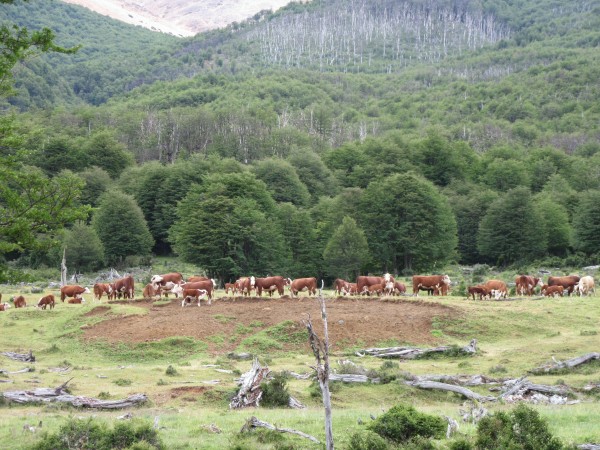 Ganado en el camino