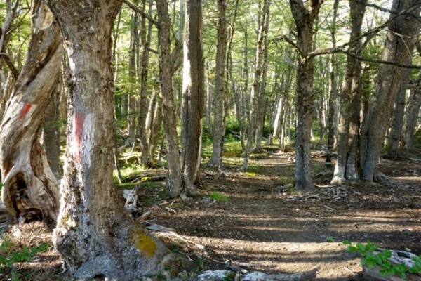 Ingreso al bosque en cuesta hacia el paso El Peñón