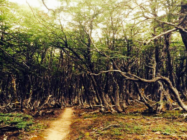 Bosque Tolkiano