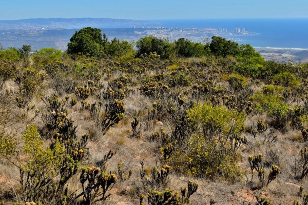 Pequeño bosque y Meseta