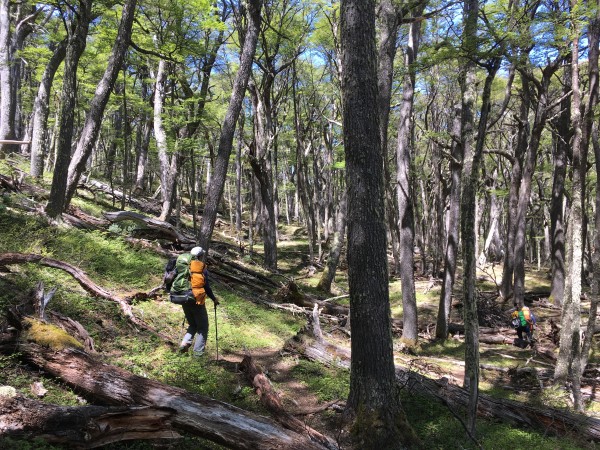 Bosque de lengas