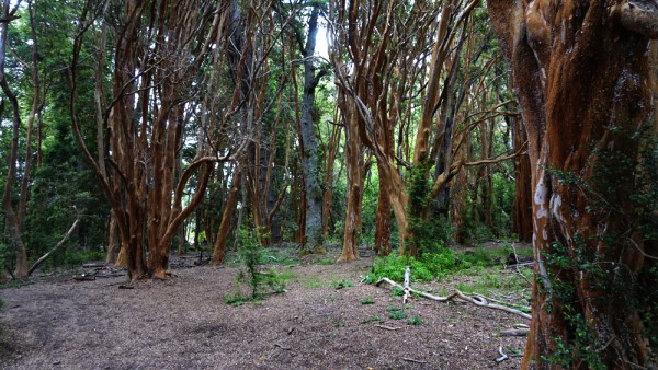 Parque Nacional Los Arrayanes - Los Arrayanes - Andeshandbook