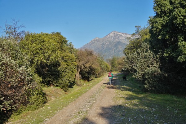 Camino vehicular