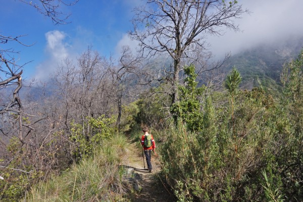 Entrando al bosque de robles