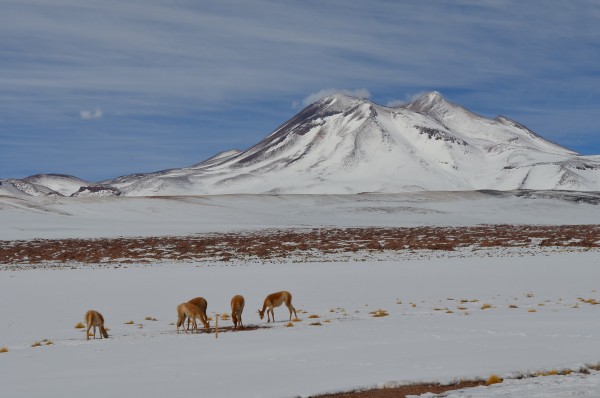 Miñiques y vicuñas