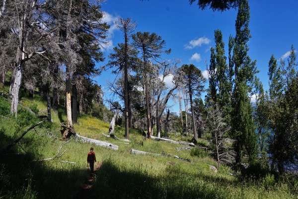 Sendero por bosque quemado