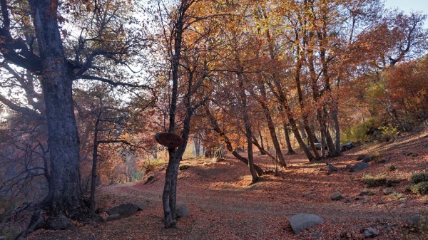 Campamento el Manzano