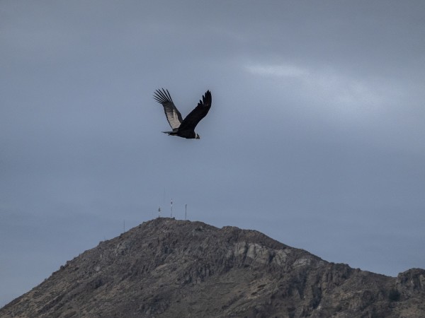 Cerro Algarrobo