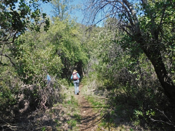 Entrando al bosque