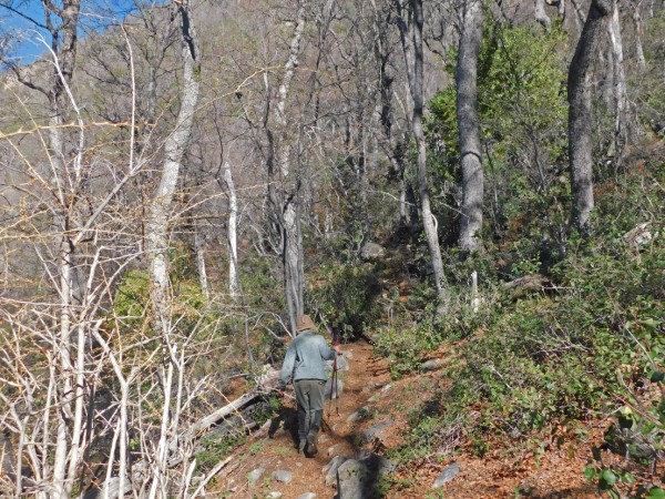 Sendero por el bosque