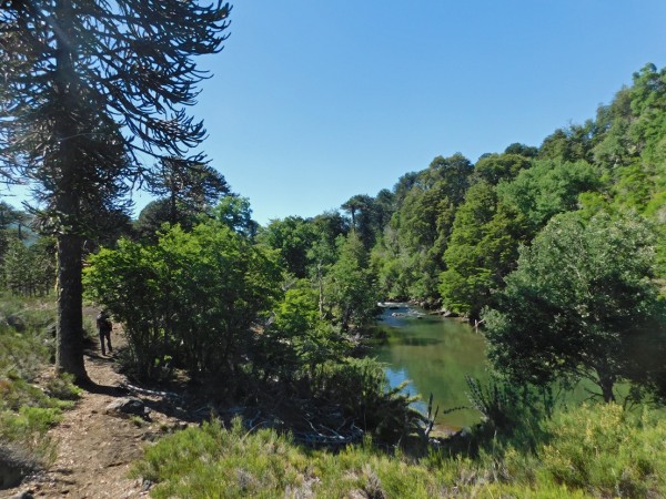 Sendero Río Ralco Sendero Río Ralco