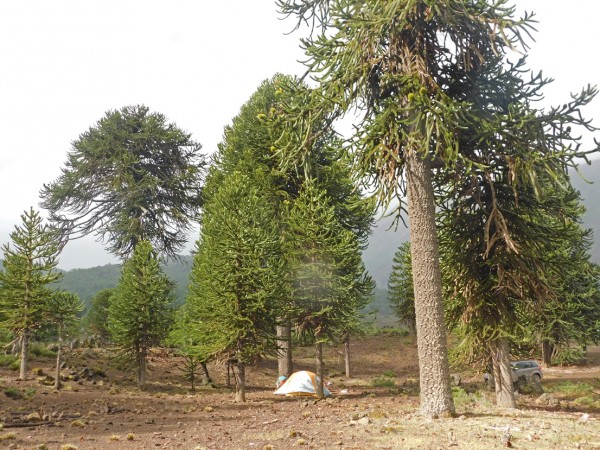 Campamento junto a las vegas de Ralco. En este lugar es posible acampar si se solicita permiso a sus habitantes.