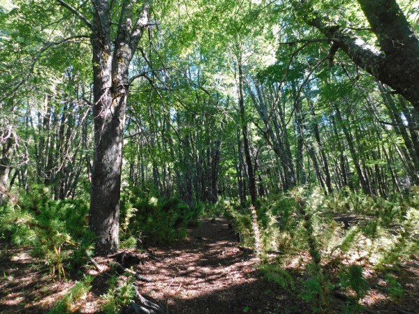 Sendero por el bosque