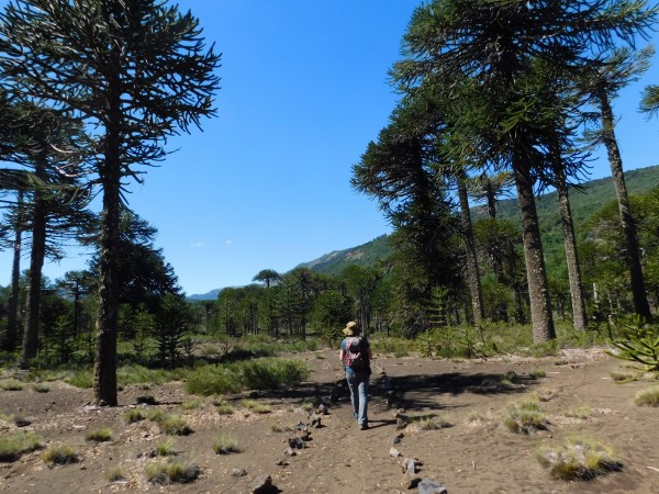 Primera parte del sendero