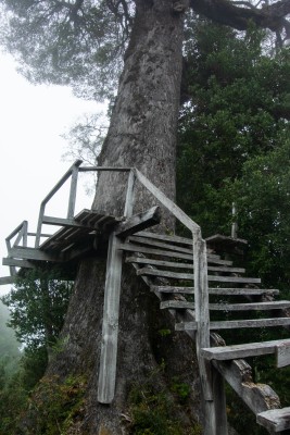 Mirador del coigue