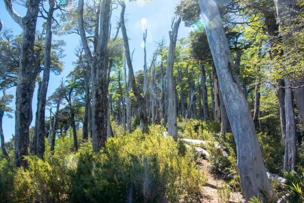 Bosque de lengas 