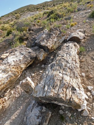 Araucarias fosilizadas