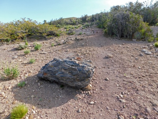 Fósiles en la ruta