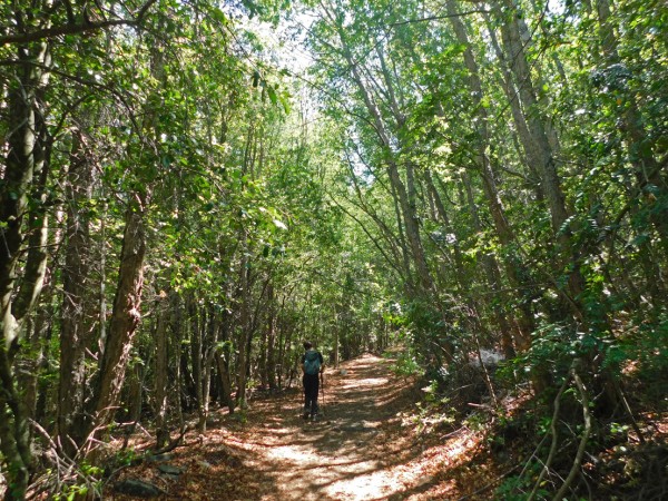 Sendero por el bosque de hualos