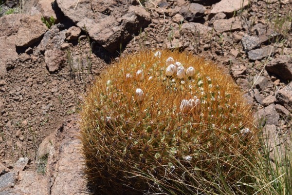 Cactus Sandillón