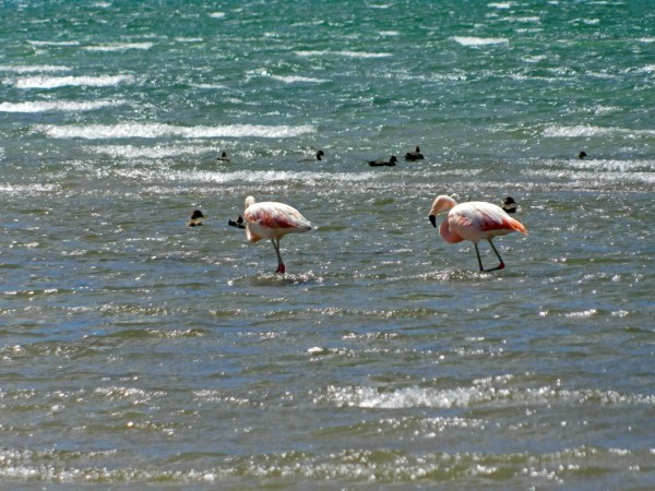 Flamencos