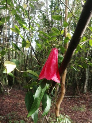 Copihue en flor