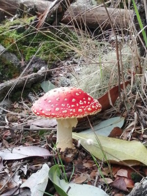 Amanita