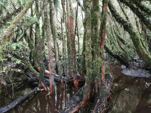 Bosque Humedal del Río López