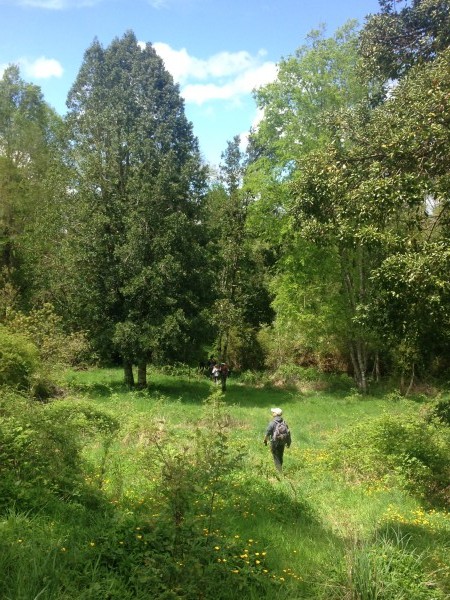 Bosque de Laurel- Lingue