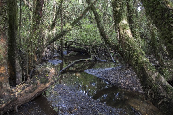 Bosque Humedal del Río López