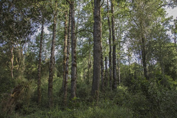 Bosques de roble