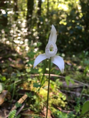 Orquídea