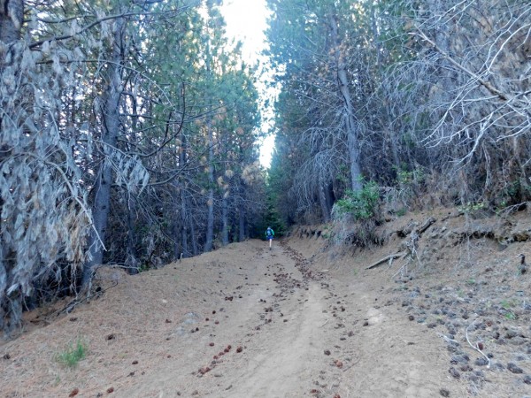 Camino por bosque de pinos