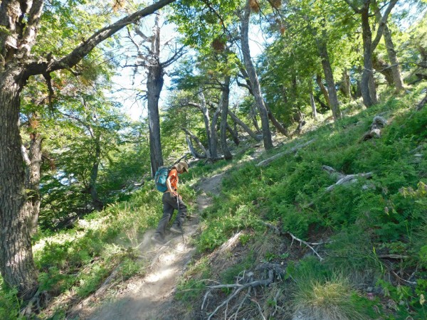 Sendero por el bosque