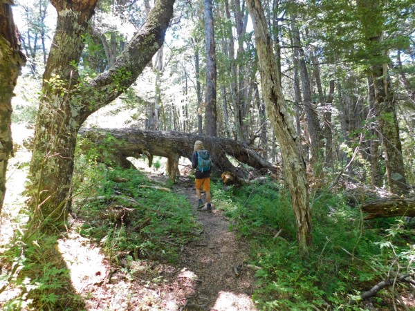 Senda por el bosque