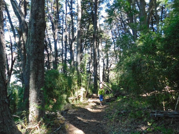 Avanzando por el bosque