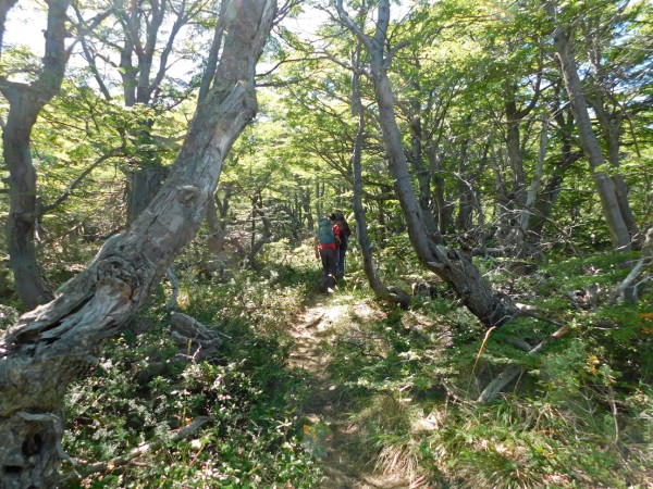 Entrando al bosque de ñirres