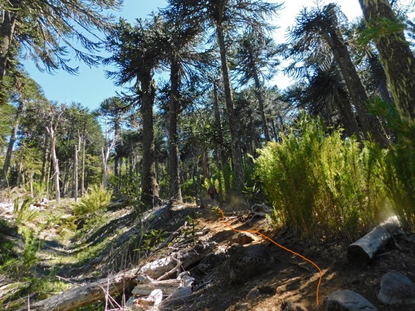 Senda por el bosque