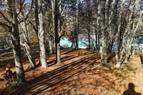 Bosque cerca del río