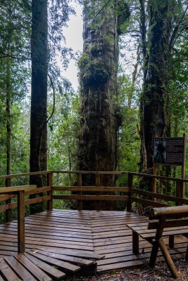 Mirador del alerce El Abuelo