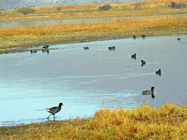 Aves junto a la laguna