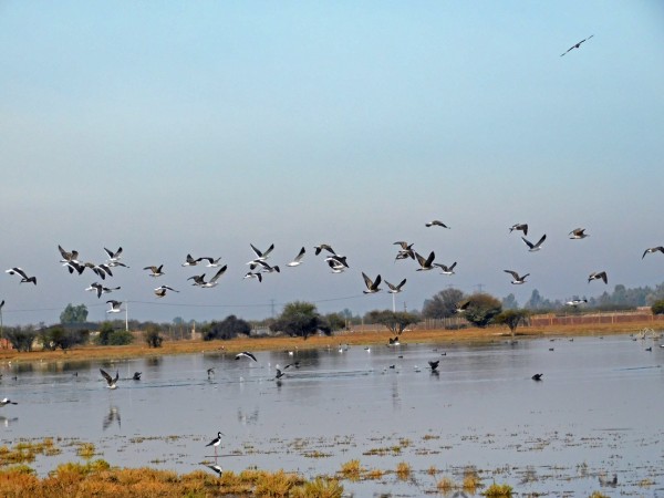 Bandada de aves volando sobre la laguna